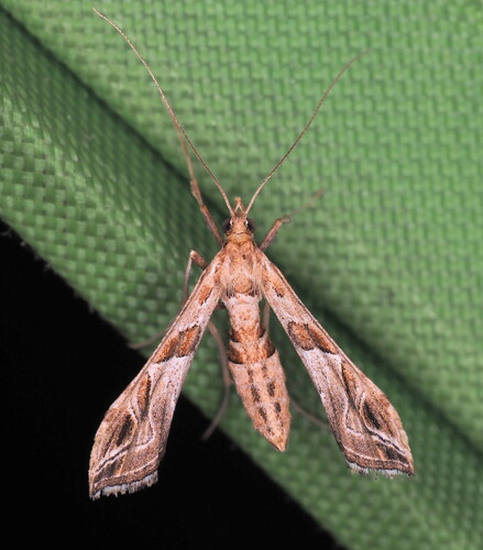 Interrupted Lineodes Moth photo 3