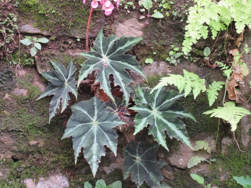 Begonia heracleifolia