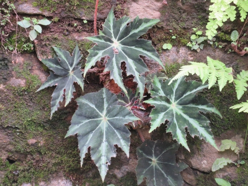 Begonia heracleifolia