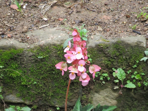 Begonia heracleifolia