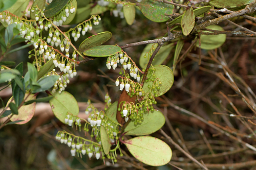 loranthifolium blueberry (Vaccinium loranthifolium)