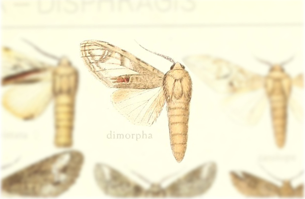Trumanda dimorpha