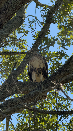 Red-tailed Hawk