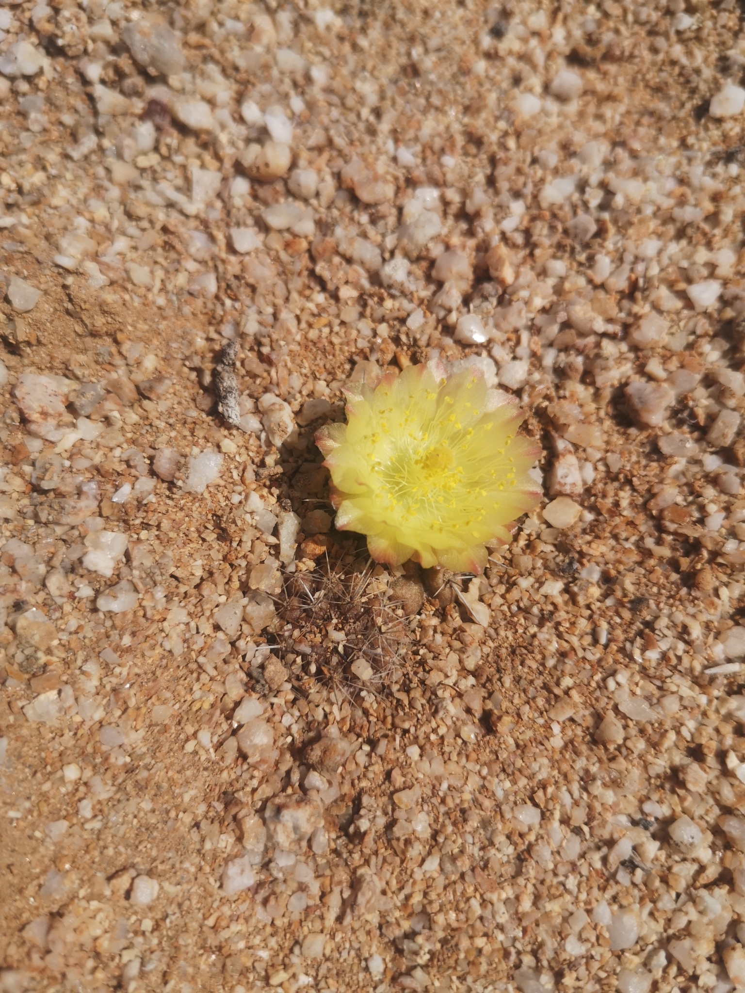 Copiapoa esmeraldana