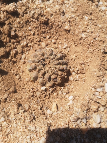Cactus (Copiapoa esmeraldana)