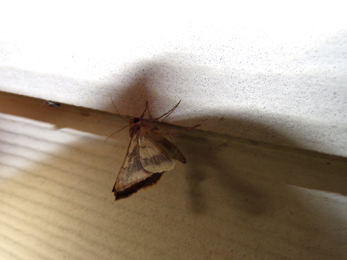 Corn earworm