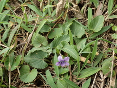 Viola confusa
