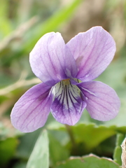 Viola confusa