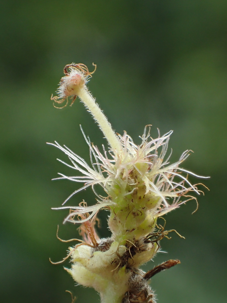 Acalypha angatensis (Acalypha angatensis)