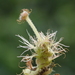Acalypha angatensis - Photo (c) 葉子, alguns direitos reservados (CC BY-NC), uploaded by 葉子