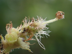 Acalypha angatensis