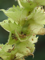 Acalypha angatensis