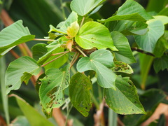 Acalypha angatensis
