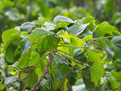 Acalypha angatensis