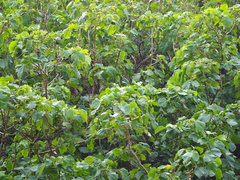 Acalypha angatensis