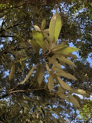 Quercus gilva