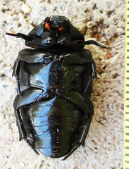 Oplostomus fuligineus