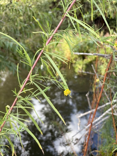 iNaturalist observation photo of western goldenrod