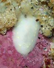Cadlina flavomaculata
