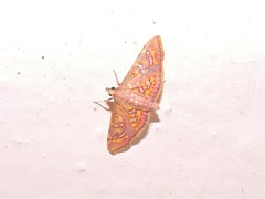 Ischnurges gratiosalis