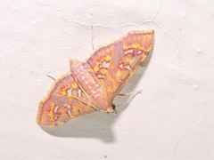 Ischnurges gratiosalis