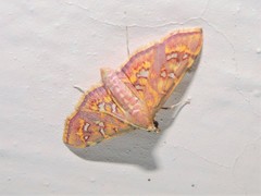 Ischnurges gratiosalis