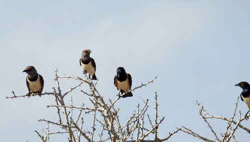 Magpie Starling