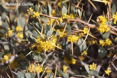 Berberis grevilleana