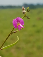 Tephrosia capensis