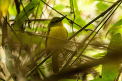 Aegithina lafresnayei