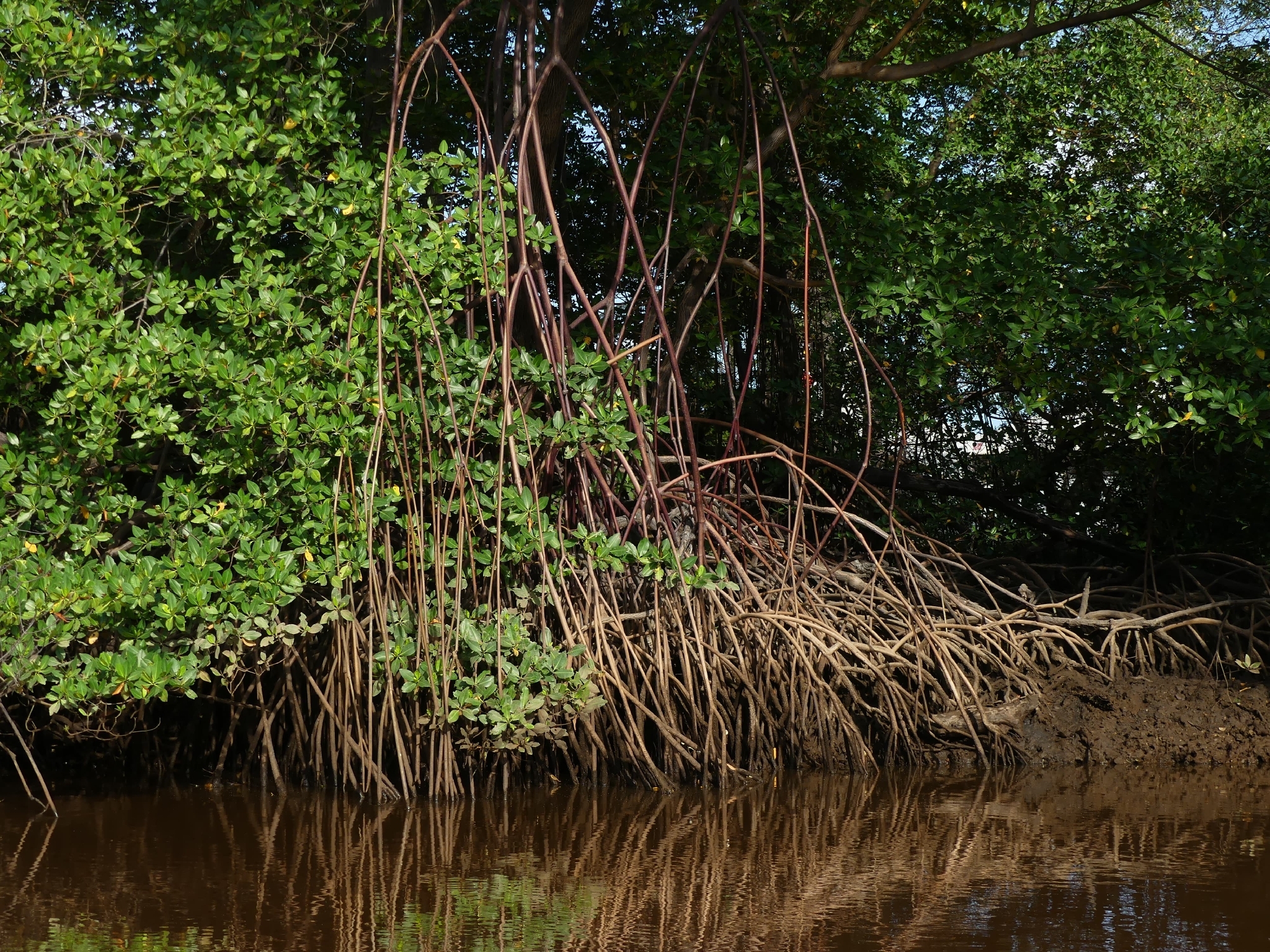 Rhizophora mangle