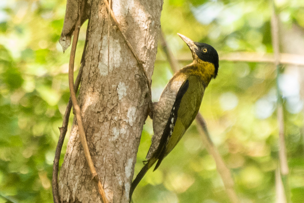 Black-Headed Woodpecker