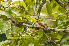 Lanius collurioides