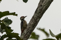 Dendrocopos analis