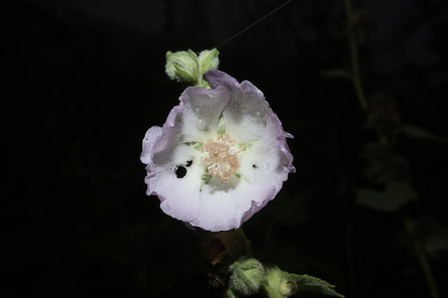 Kankakee mallow (Iliamna remota)