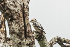 Dendrocopos analis