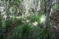 Carex lancea