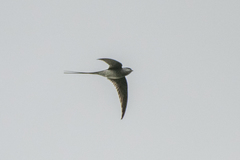 Hemiprocne coronata