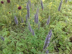 Nepeta multifida