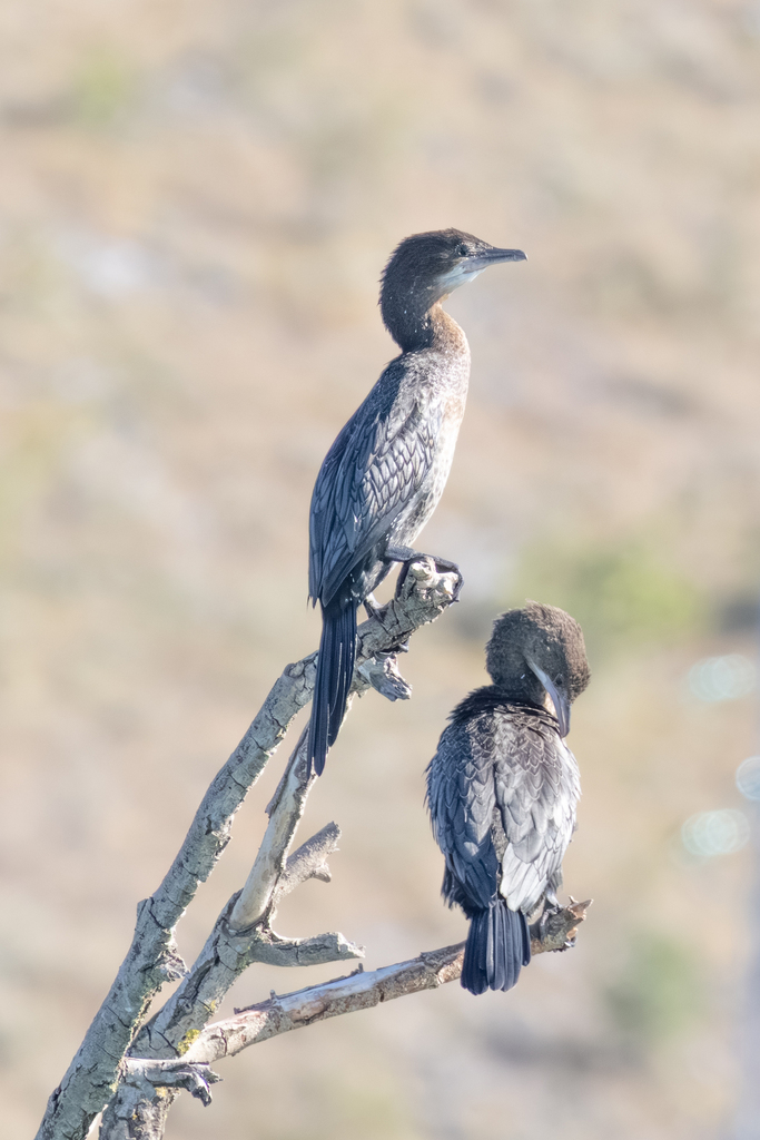 Two pygmy cormorants perched on a bare branch
