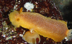 Doriopsilla albopunctata