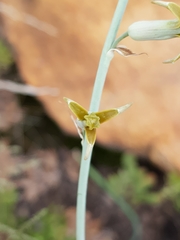 Dipcadi ciliare