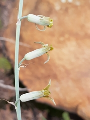 Dipcadi ciliare