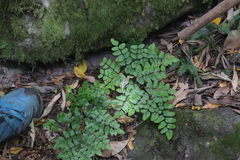 Pellaea pteroides