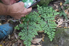 Pellaea pteroides