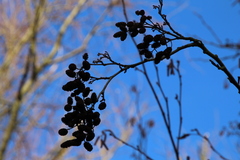 Alnus glutinosa