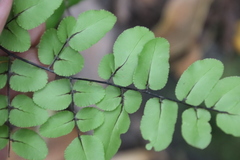 Pellaea pteroides