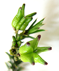 Diosma aristata