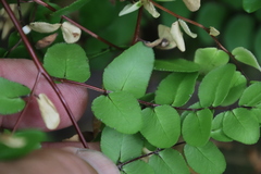 Pellaea pteroides