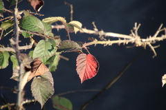 Rubus